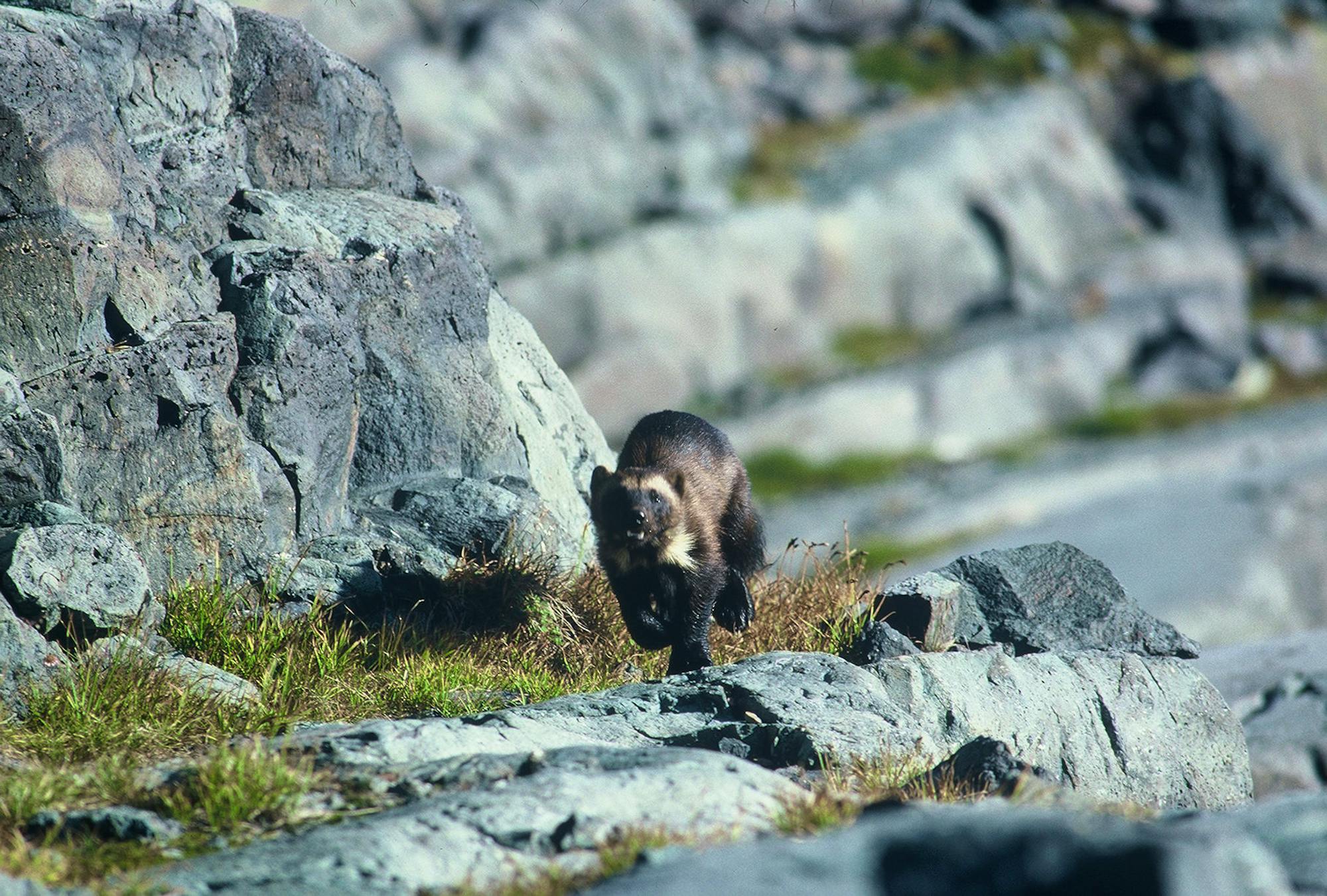 Wolverine on a rocky slope