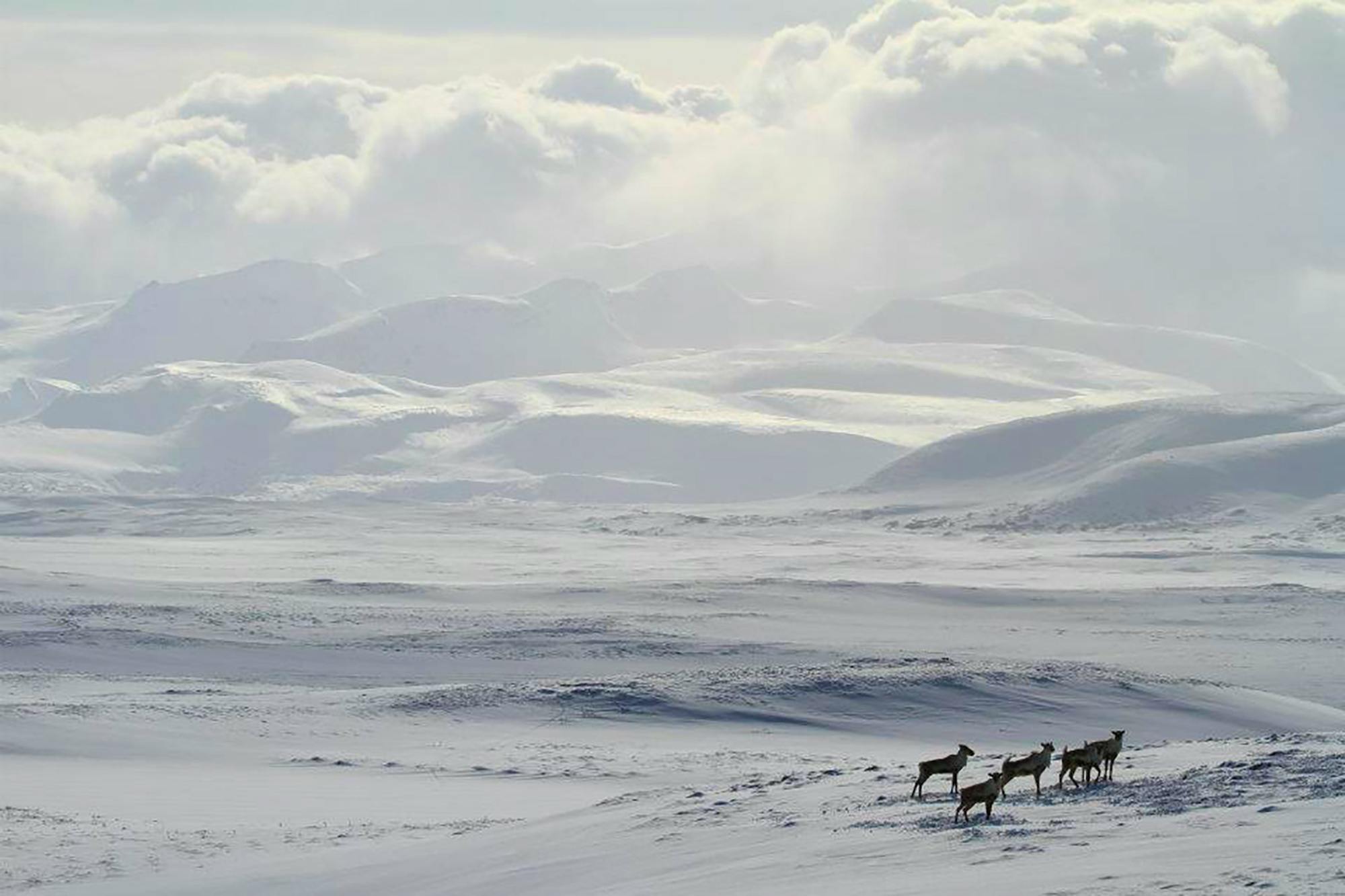 2021.11.26 - A small herd of caribou in Izembek National Wildlife Refuge - Alaska - Katrina Liebich-UWFWS.jpg