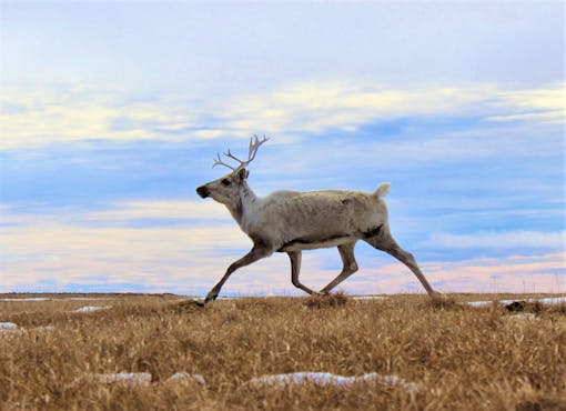 Female Caribou running near Teshekpuk Lake