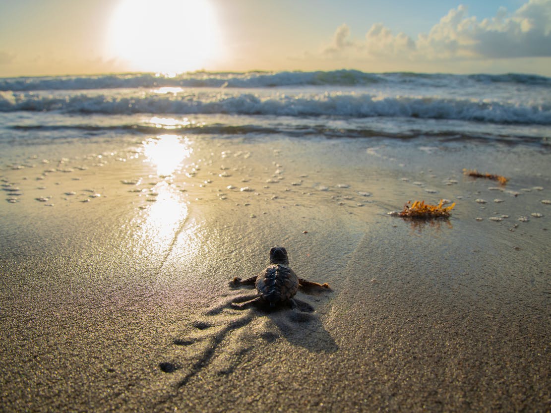 Loggerhead Sea Turtle Hatchling heading towards ocean - Florida