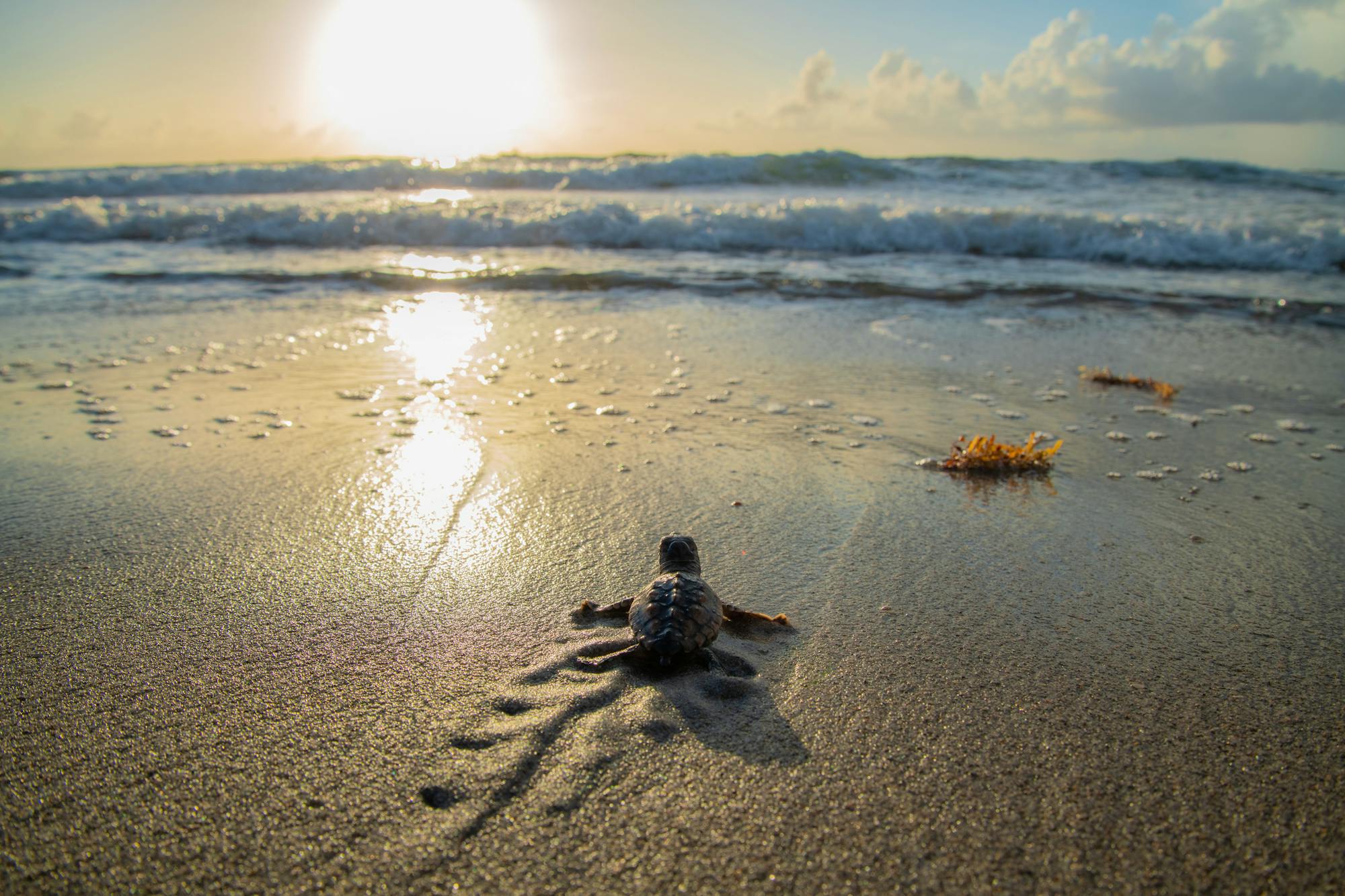 Loggerhead Sea Turtle Hatchling heading towards ocean - Florida