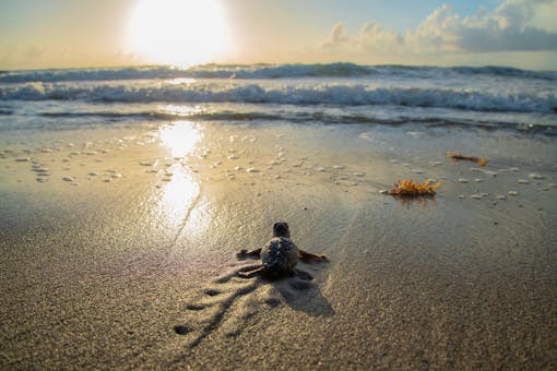 Loggerhead Sea Turtle Hatchling heading towards ocean - Florida