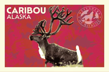 Summer Road Trip postcard Caribou Alaska 
