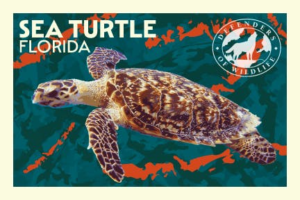 Summer Road Trip Postcard Florida Sea Turtle