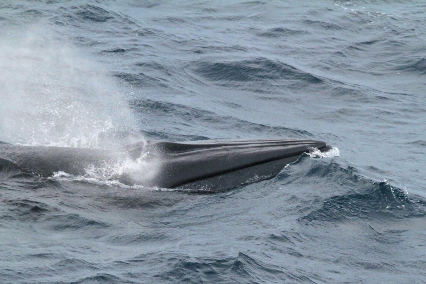 Rice Whale in Gulf of Mexico