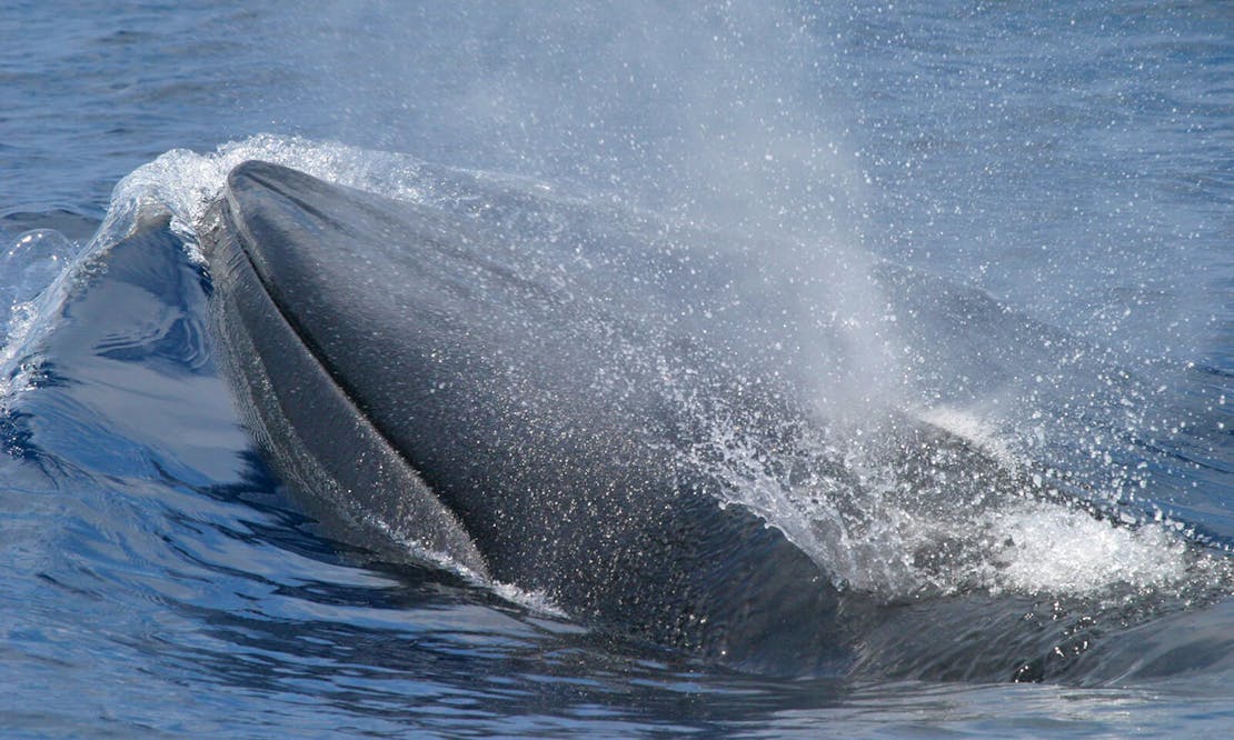 Rice's Whale