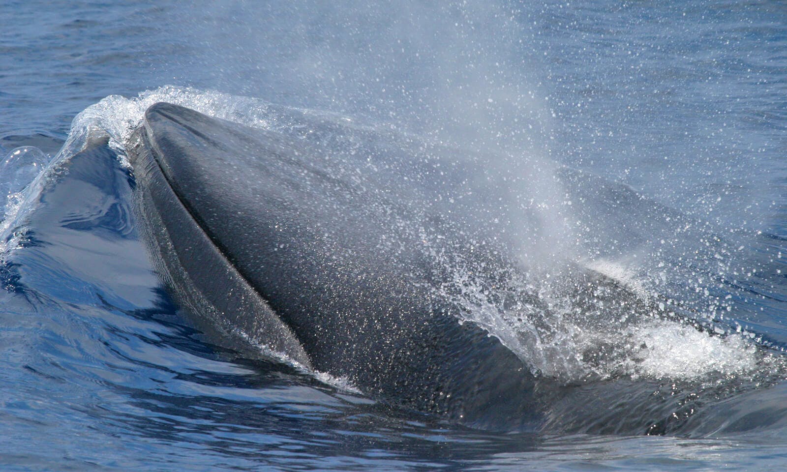 Rice's Whale