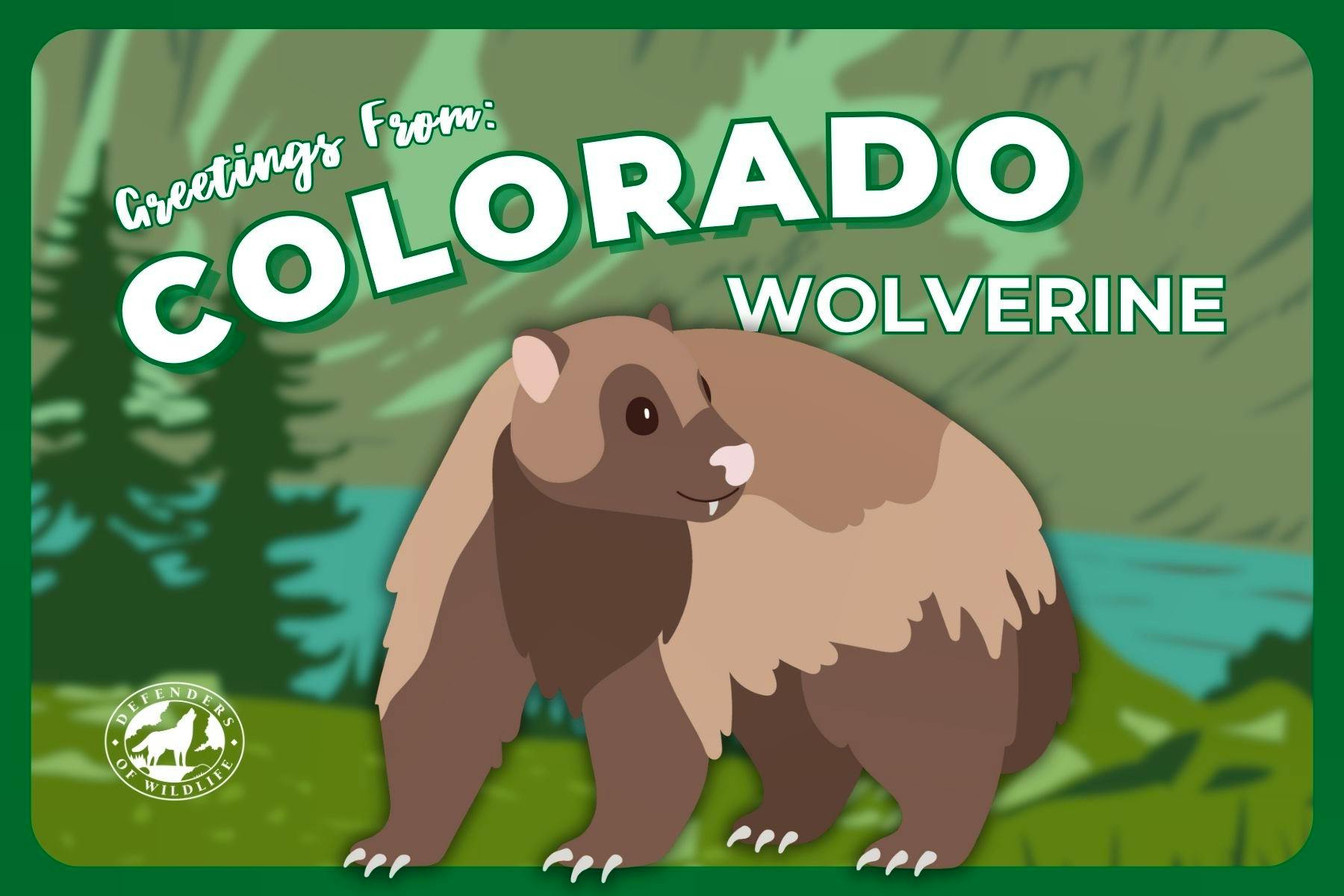 Colorado Postcard - Wolverine - 6x4