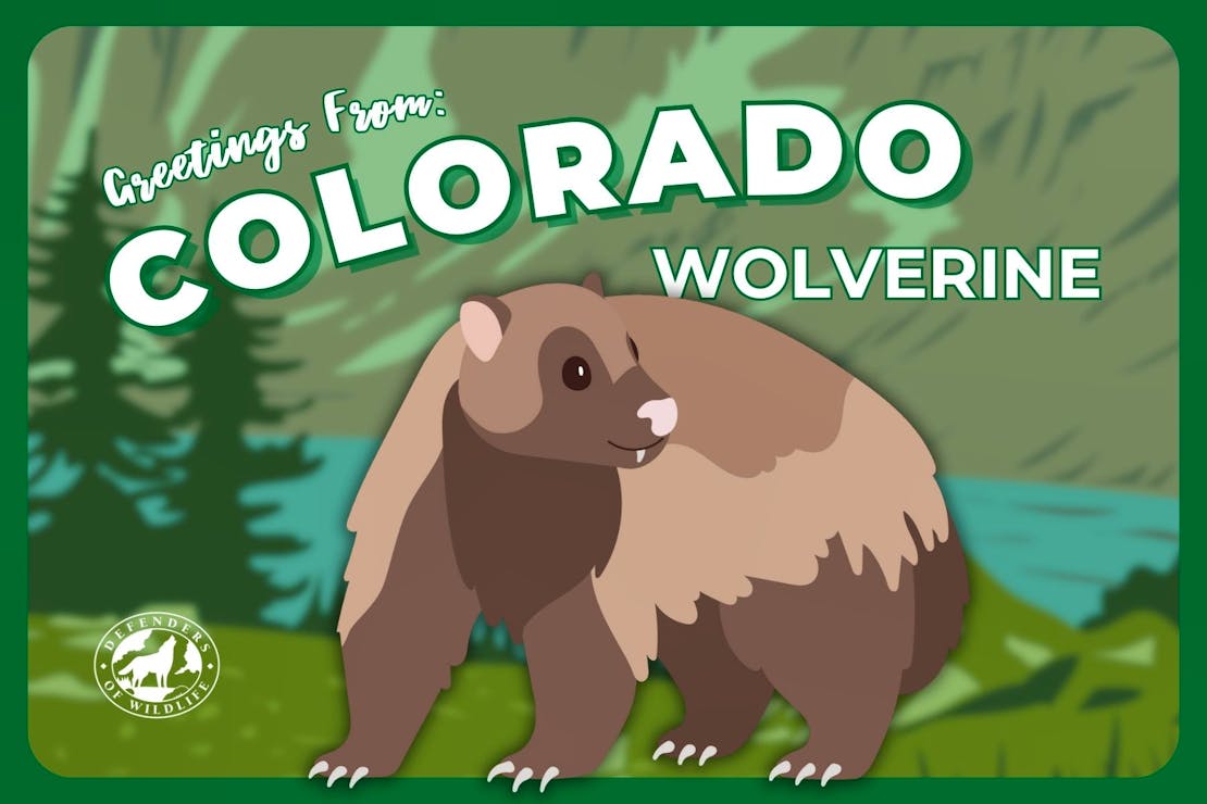 Colorado Postcard - Wolverine - 6x4