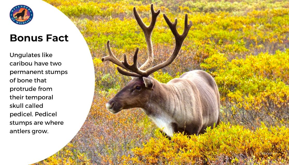 Antler Bonus Fact