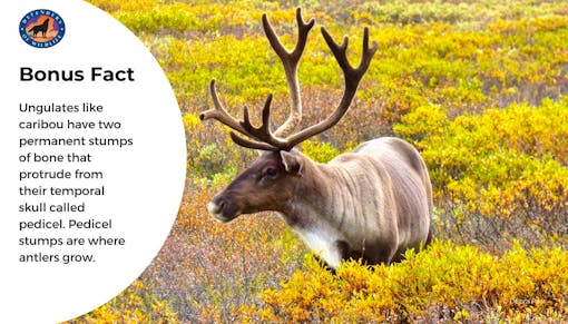 Antler Bonus Fact