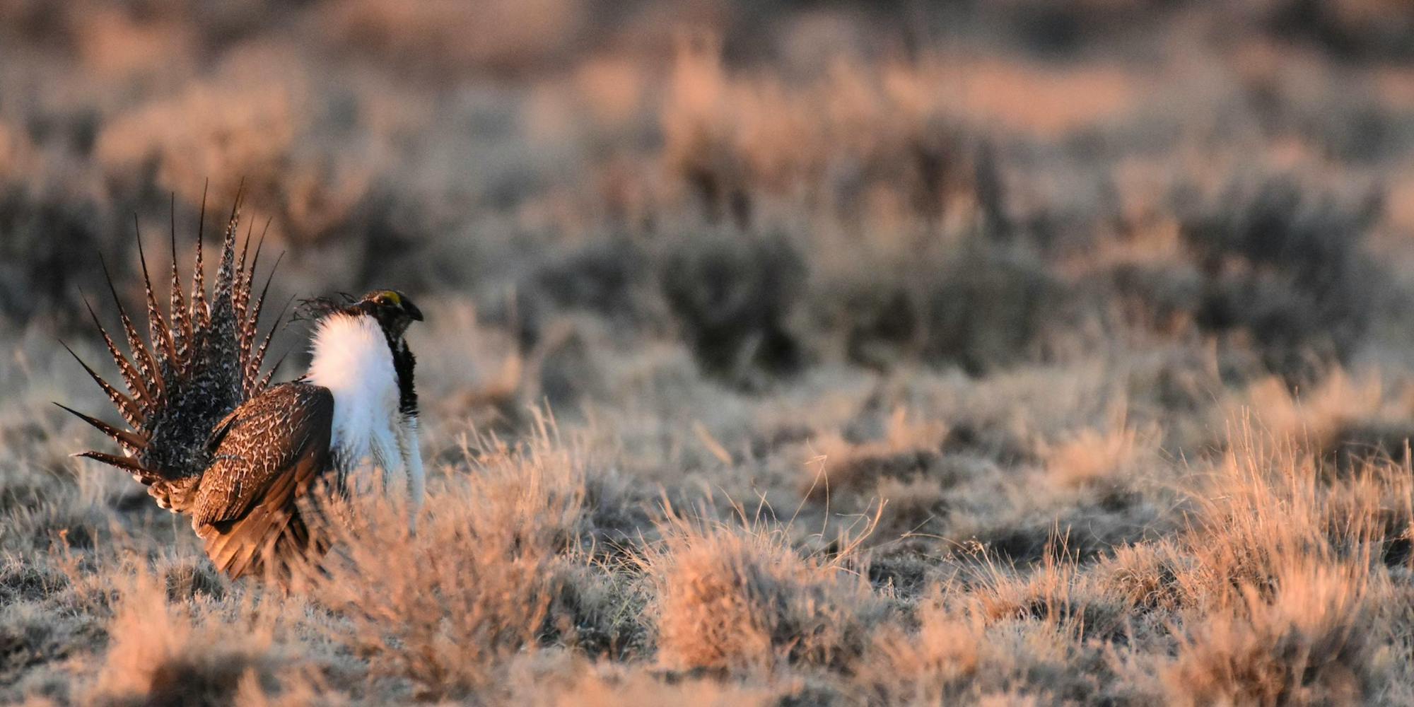 Greater Sage-Grouse standing in sagebrush sea