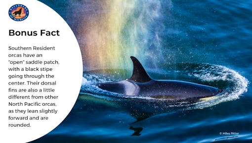 A graphic with a bonus fact on it and a photo of an orca breaching the waters surface. The mist from this orcas breath of air makes a rainbow.