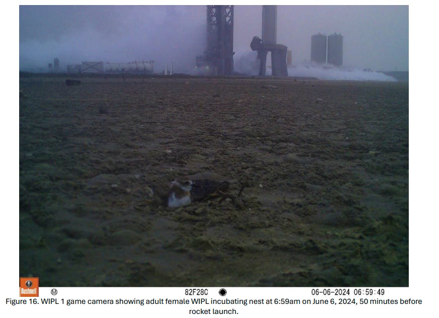 Femail Wilson's Plover nesting one hour before Starship launch at Starbase on June 6