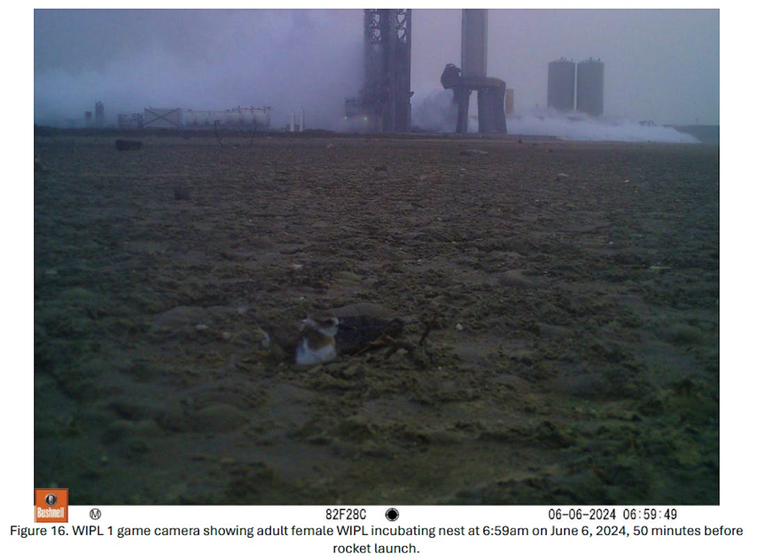 Femail Wilson's Plover nesting one hour before Starship launch at Starbase on June 6 