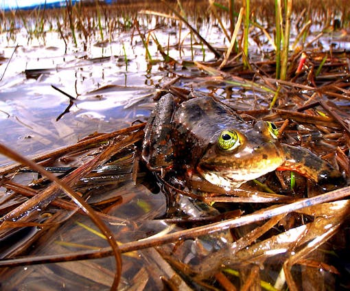 Oregon Spotted Frog in pond 