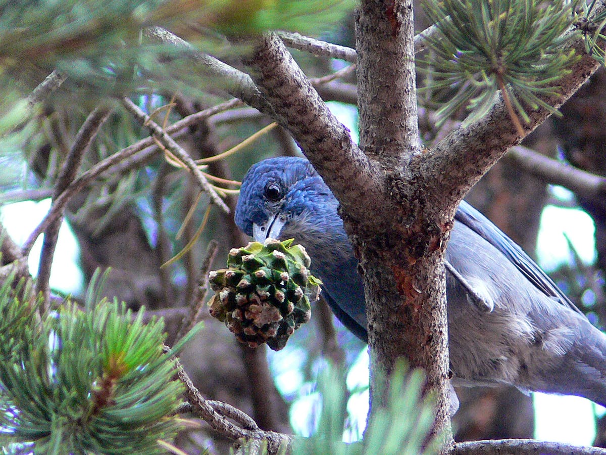 Pinyon Jay with a pinyon cone 