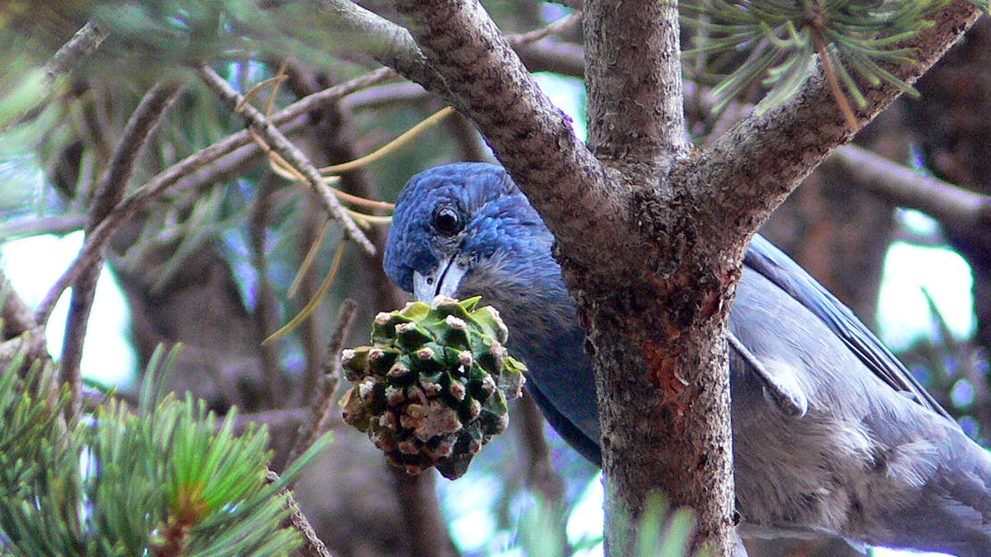 Pinyon Jay with a pinyon cone