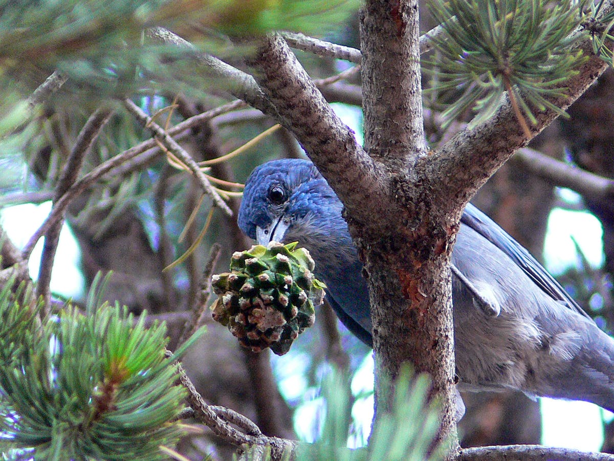 Pinyon Jay with a pinyon cone 