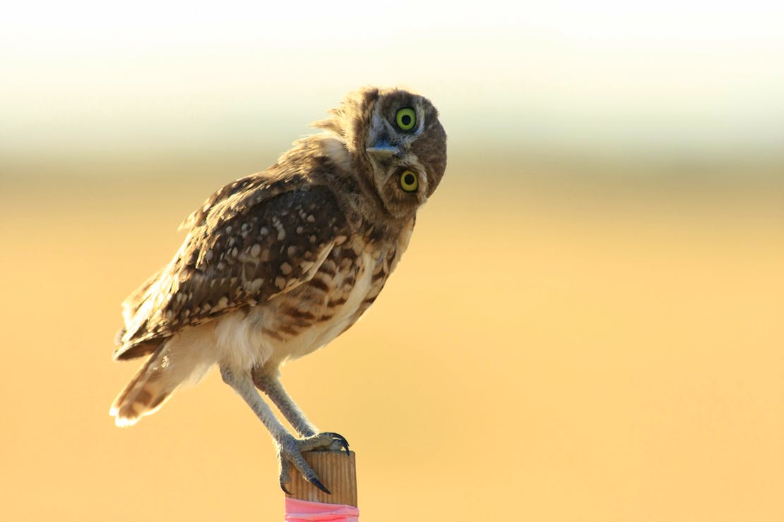 Burrowing Owl head tilt