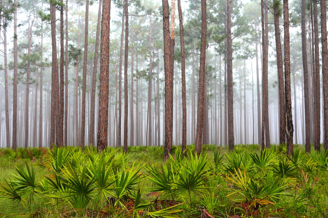 Foggy Morning in the Flatwoods, Apalachicola National Forest 