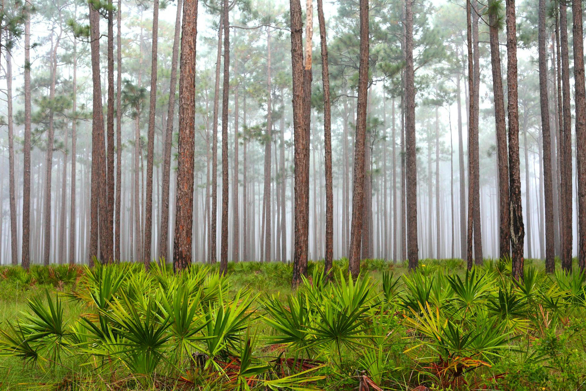 Foggy Morning in the Flatwoods, Apalachicola National Forest
