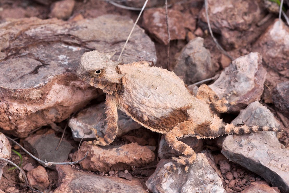 Phrynosoma modestum, crest of the Fra Cristobal Range on Armendaris Ranch, Sierra County, New Mexico