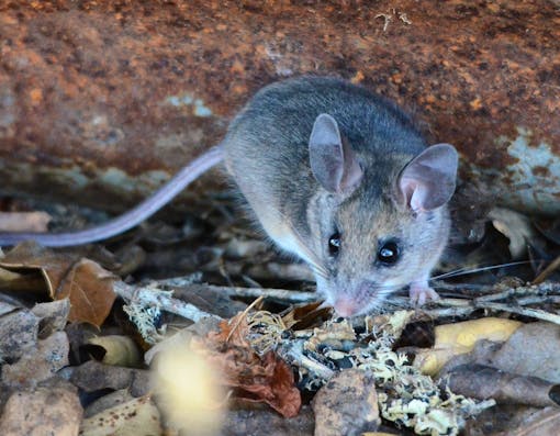 Pinyon Mouse 