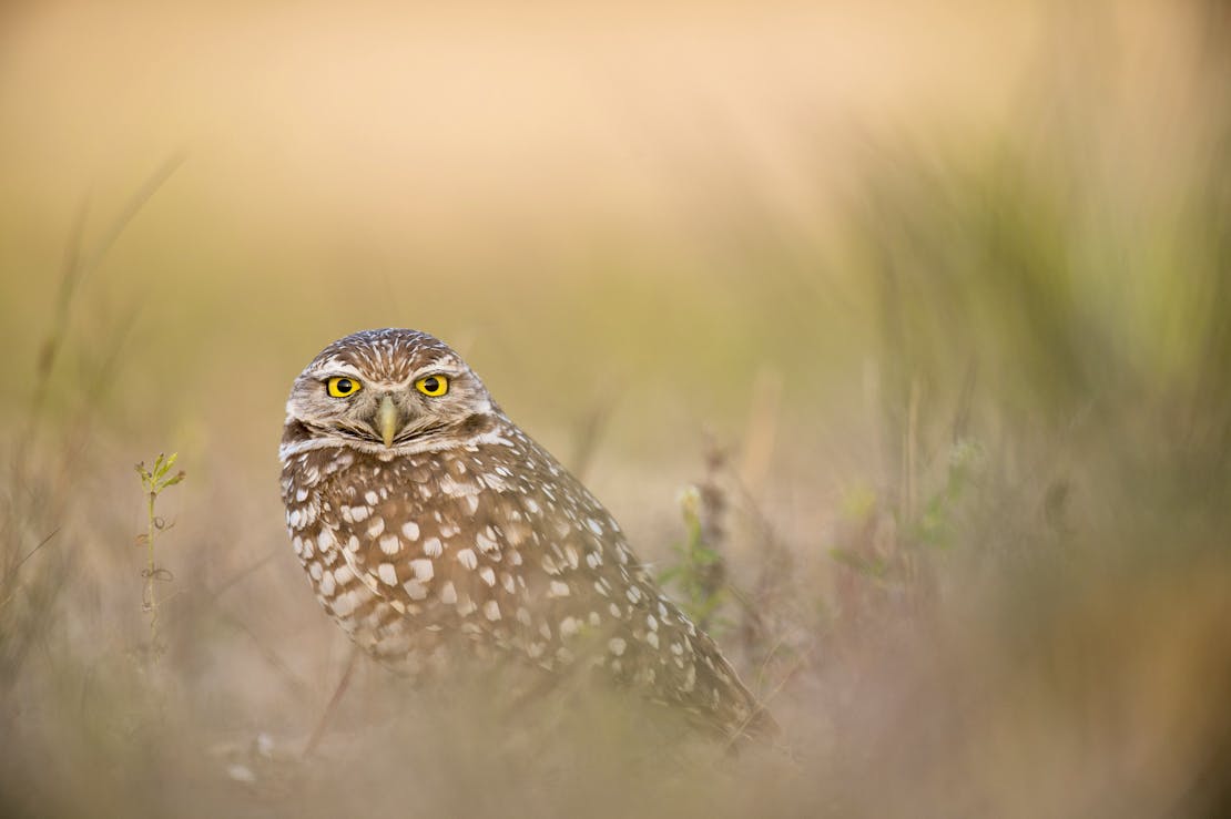 Burrowing Owl Stare