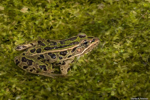 Northern Leopard Frog in Pond Weeds