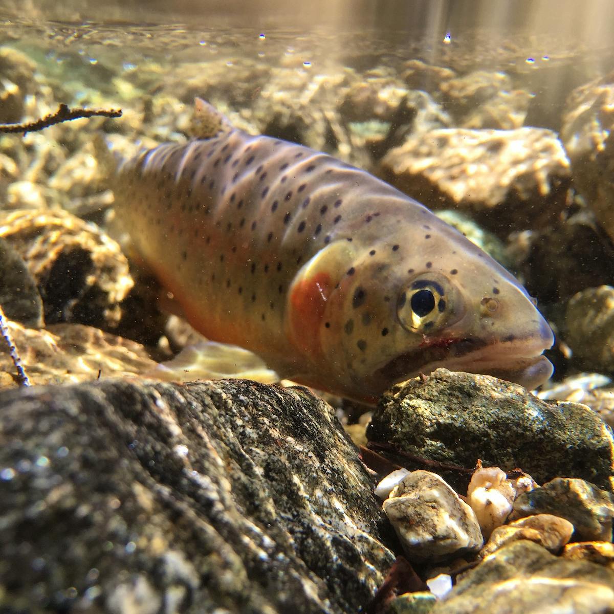 Rio Grande Cutthroat Trout