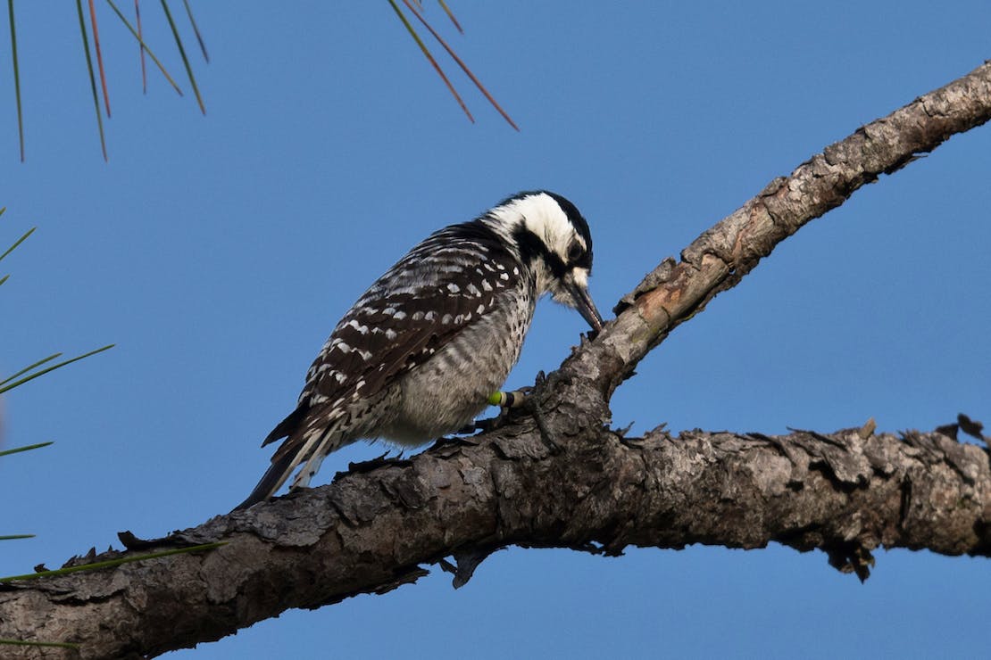 Red-cockaded woodpecker on a branch foraging for food