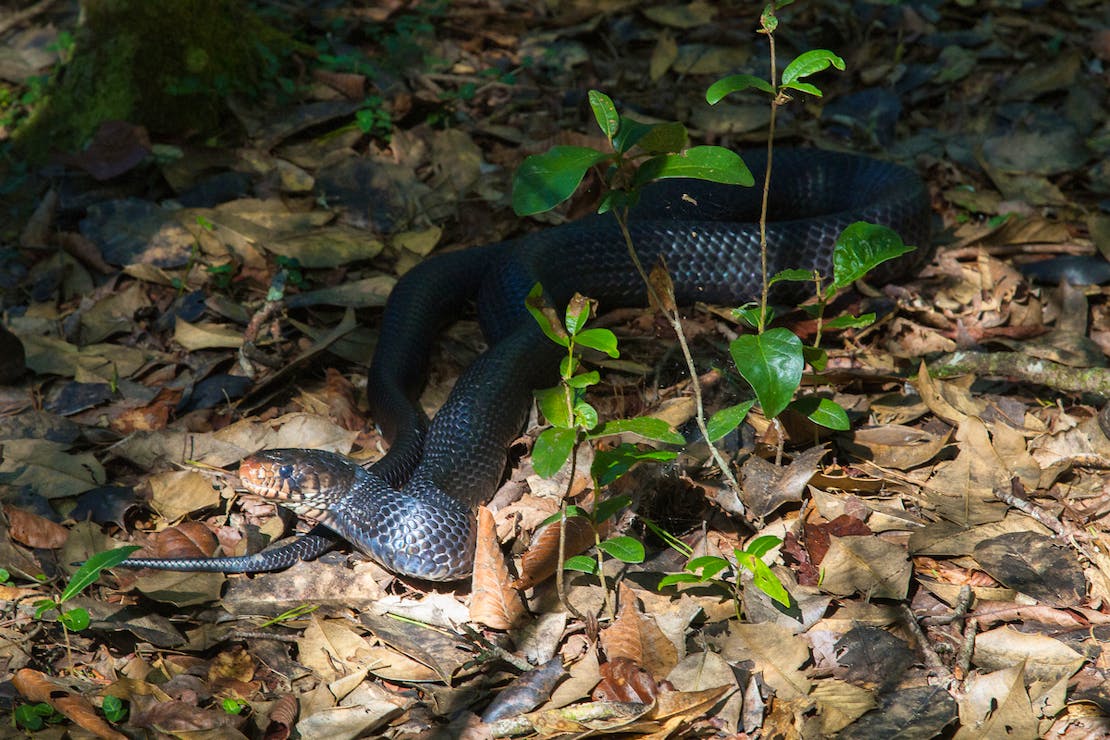 Eastern Indigo Snake - Florida