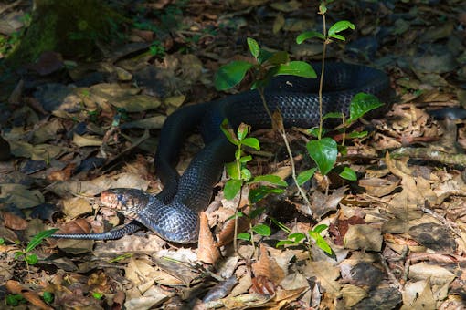  Eastern Indigo Snake - Florida