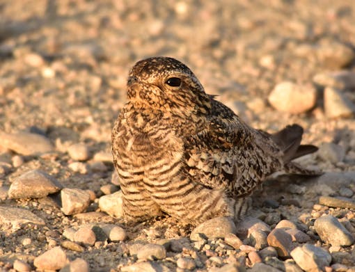 Common nighthawk at Seedskadee National Wildlife Refuge