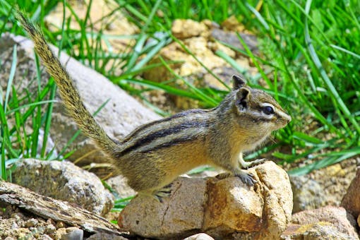 Peñasco Least Chipmunk 