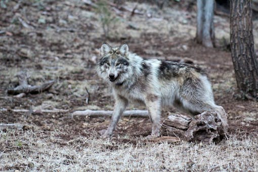 Mexican Gray Wolf returned to its territory during the 2019. The wolf stands at the bottom of a hill with trees behind it.