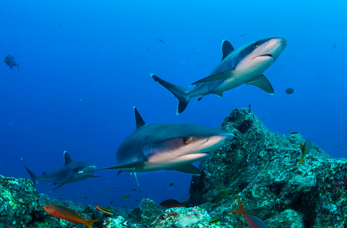 Group of oceanic whitetip sharks swimming over coral reef with fish surrounding them