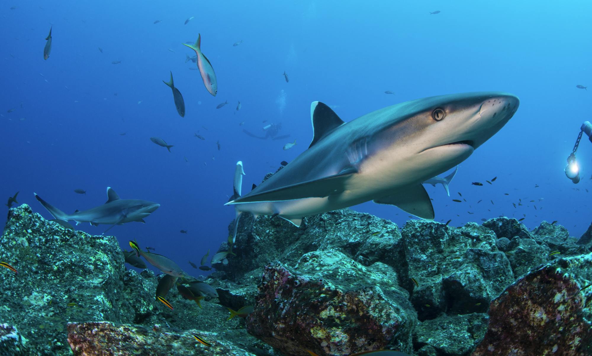 Whitetip oceanic shark swimming over coral reef with groups of fish in the background