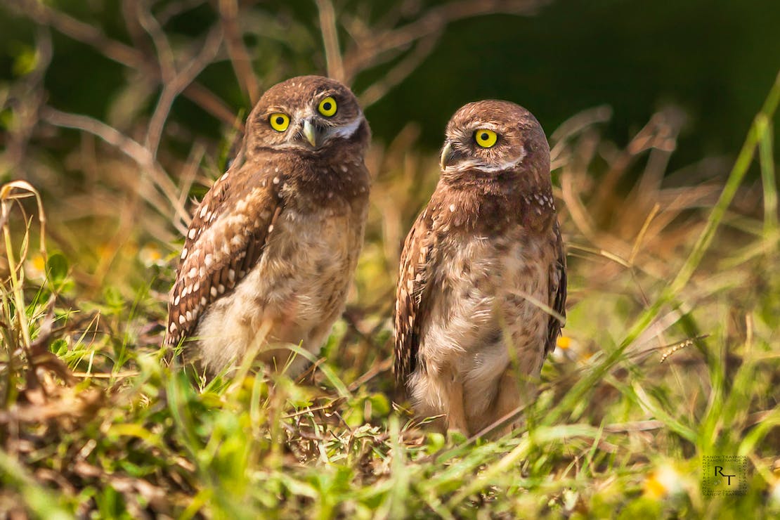 Two burrowing owls standing together in grass.