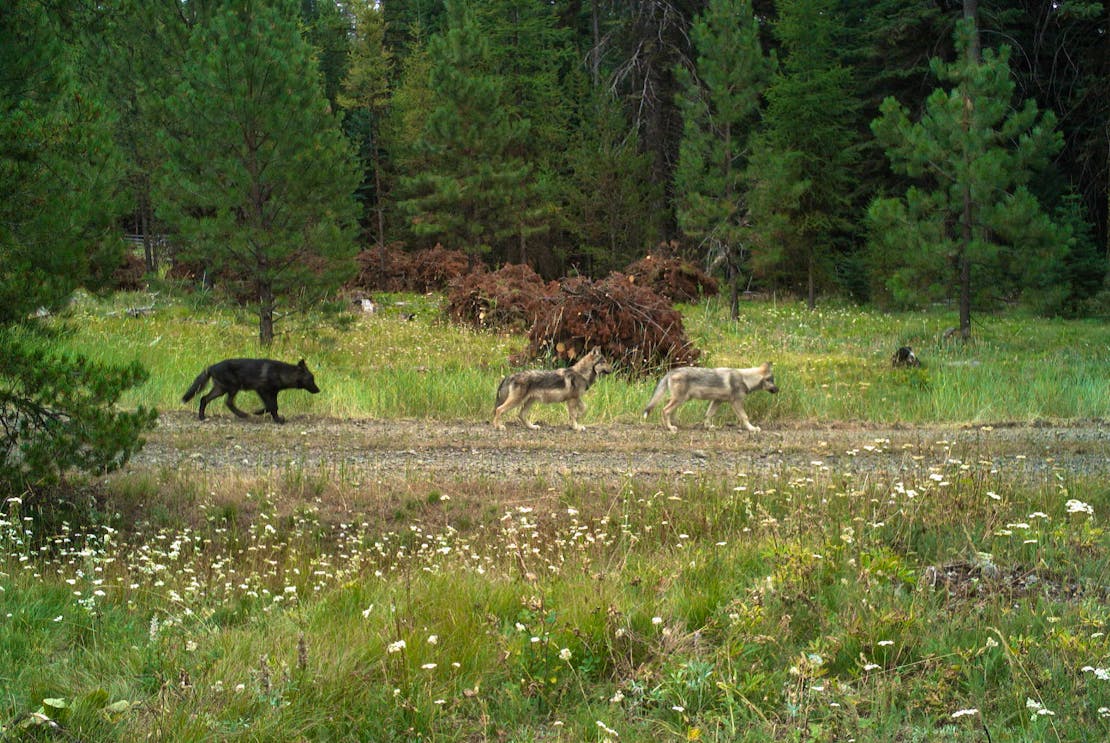 Fivemile Pack gray wolf pups in Morrow County Oregon