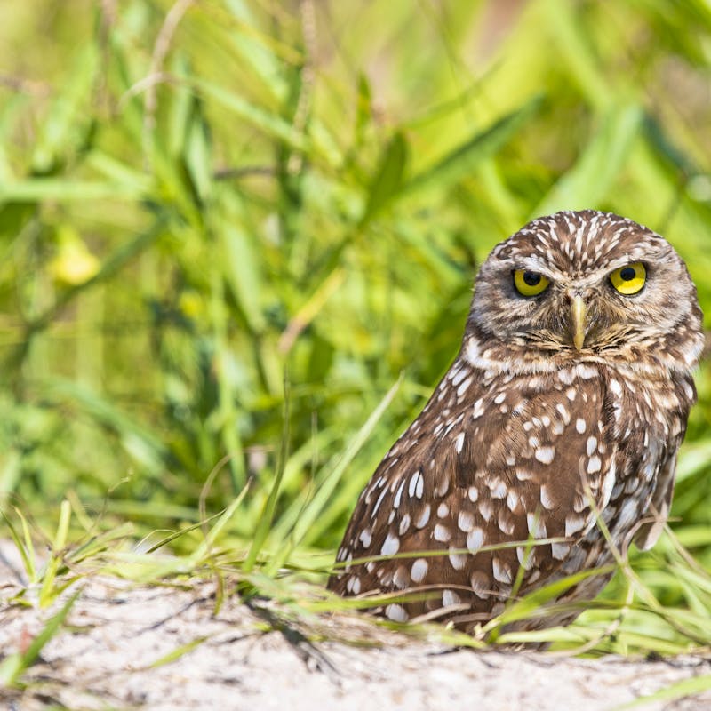owl