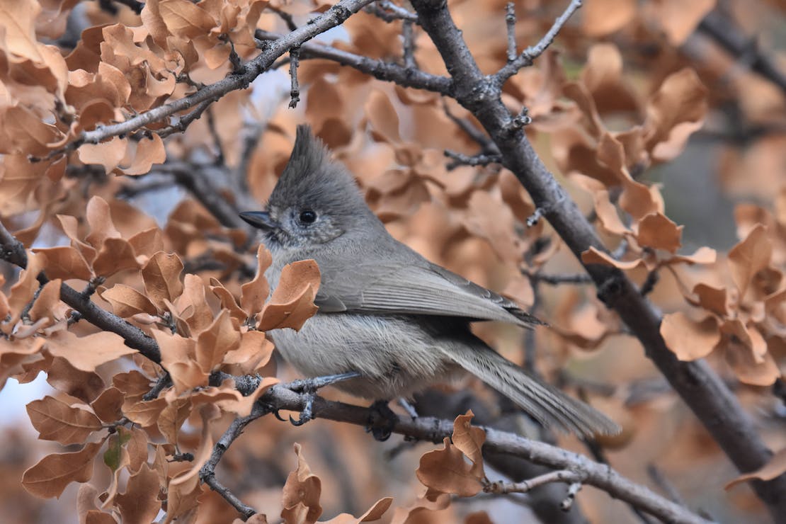 Juniper Titmouse on tree branch 