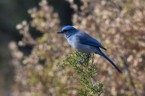 Woodhouse's Scrub Jay perched on a tree branch 