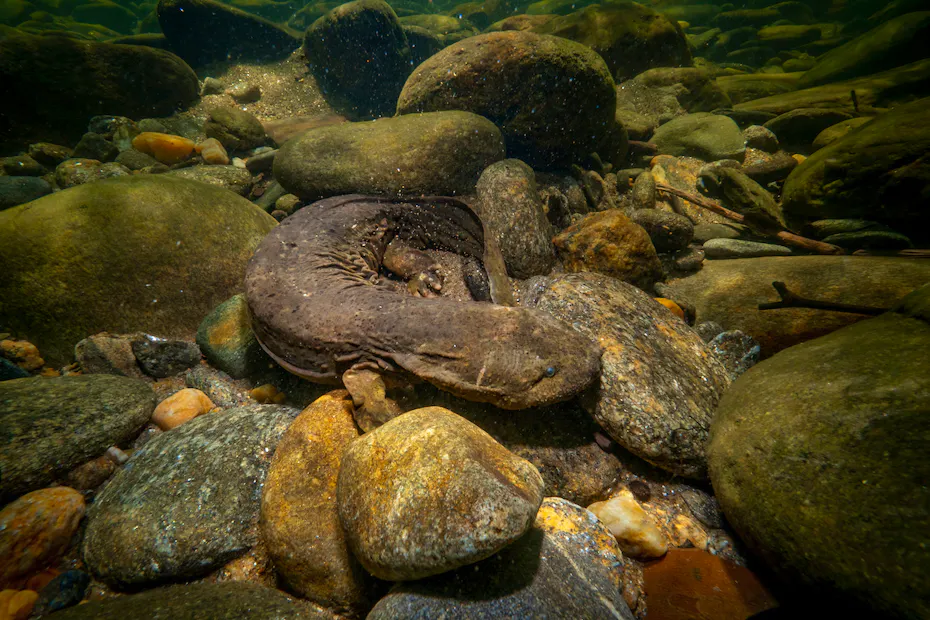 Hellbender | Defenders of Wildlife