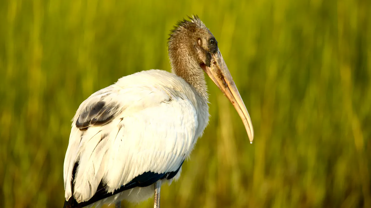 Juvenile wood stork on green background at Okefenokee National Wildlife Refuge