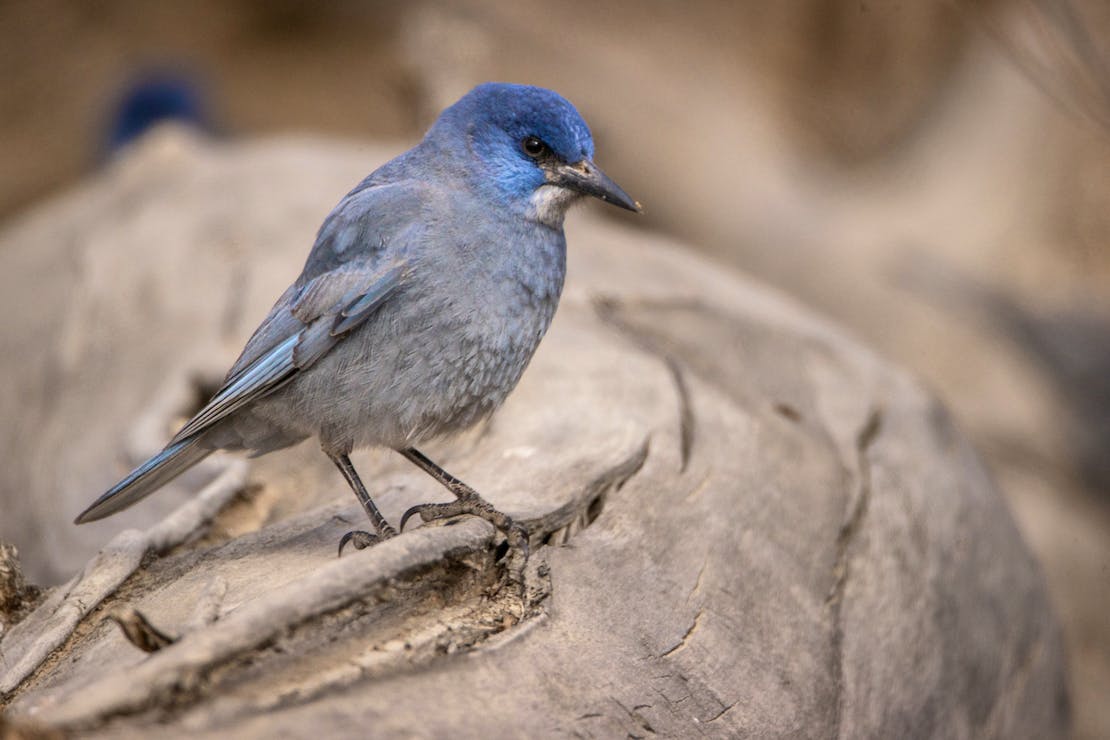 A pinyon jay stands on a cottonwood log.