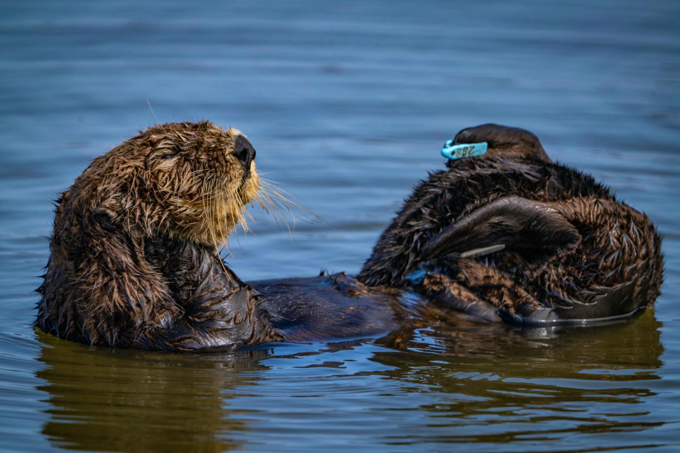 Southern Sea Otter on its Back with Tag on its Foot