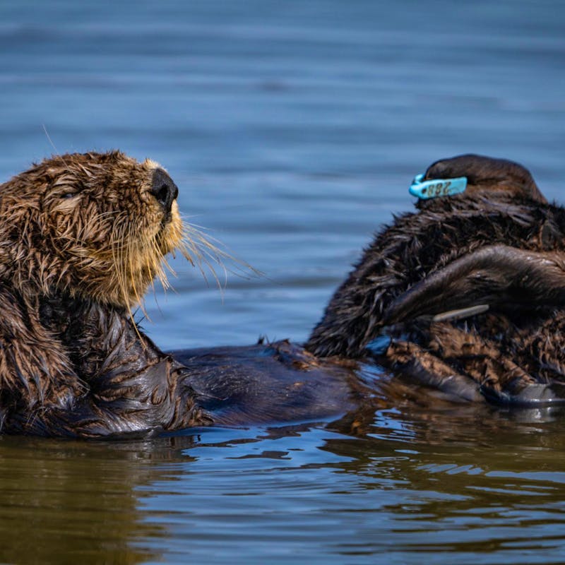 Southern Sea Otter on its Back with Tag on its Foot