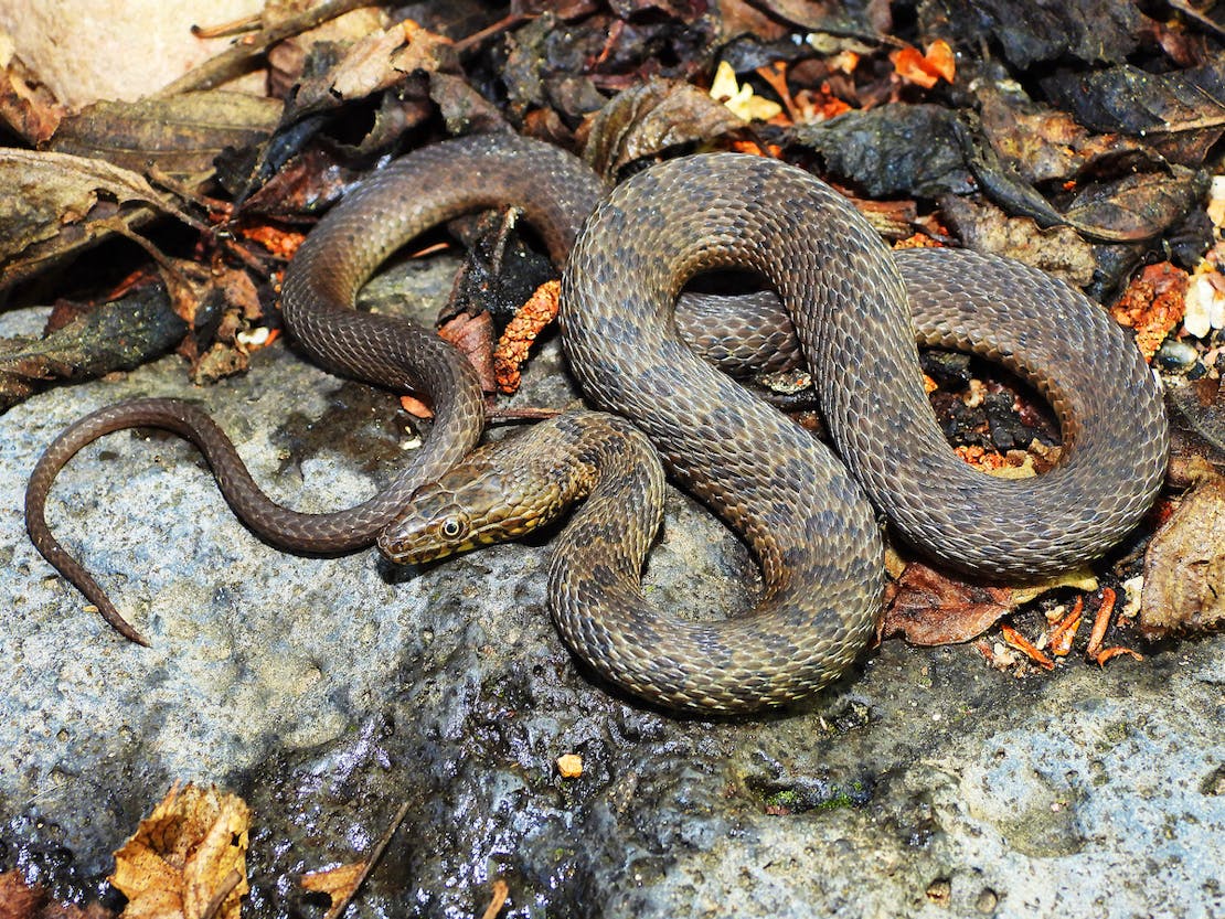 Narrowhead Garter Snake